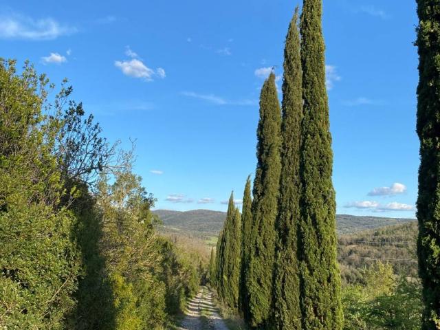 Rustico / Casale in vendita a Rosignano Marittimo LI