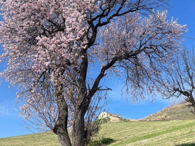 Rustico / Casale in vendita a Ripatransone AP