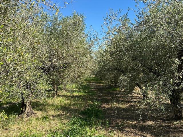Rustico con giardino in strada provinciale massetana, Follonica