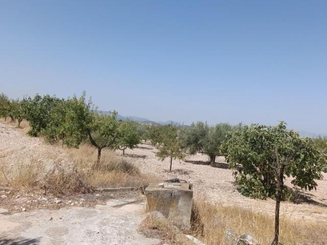 Rústico en venta, Bullas, Murcia