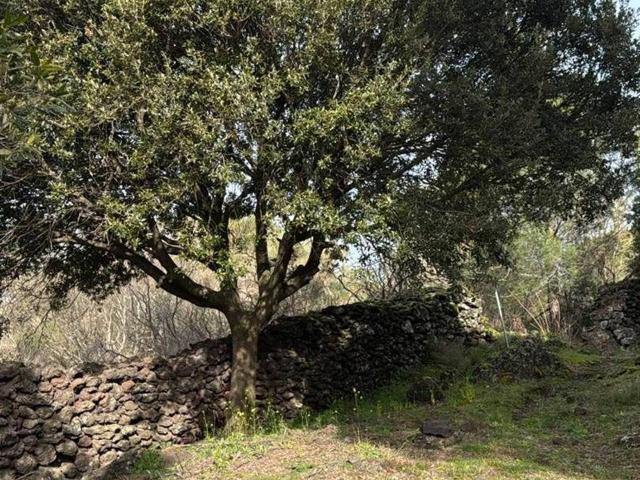 Terreno agricolo in vendita a Nicolosi