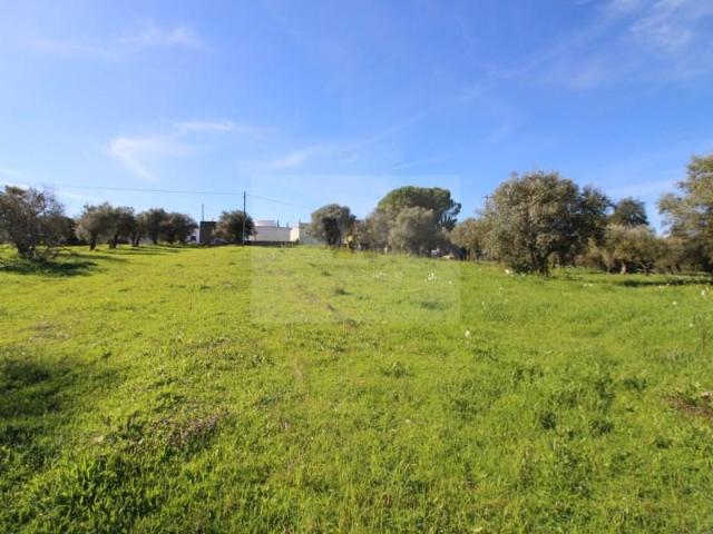 São Brás de Alportel São Brás de Alportel 99514243