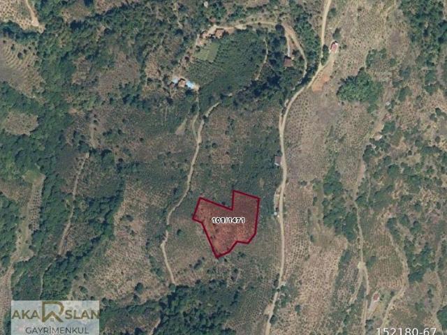 SAMSUN AYVACIK'TA 5646 M2 SATILIK FINDIK TARLASI GÖL MANZARALI