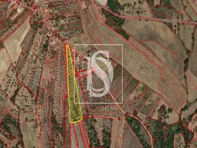 Santarém Tomar 103510238