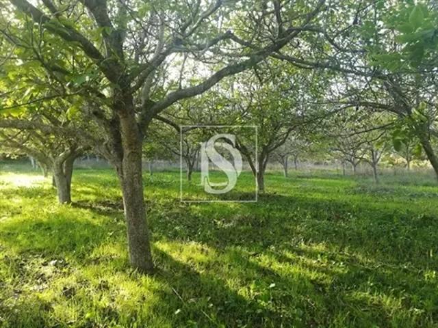 Santarém Tomar 103541099
