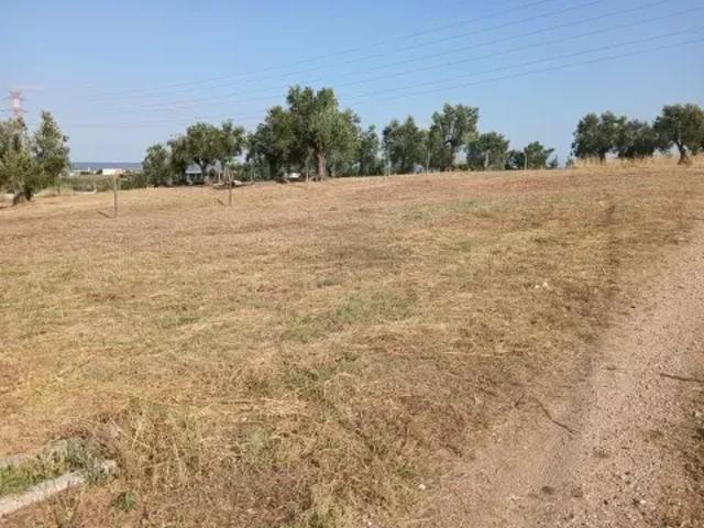 Santarém Torres Novas 103512497