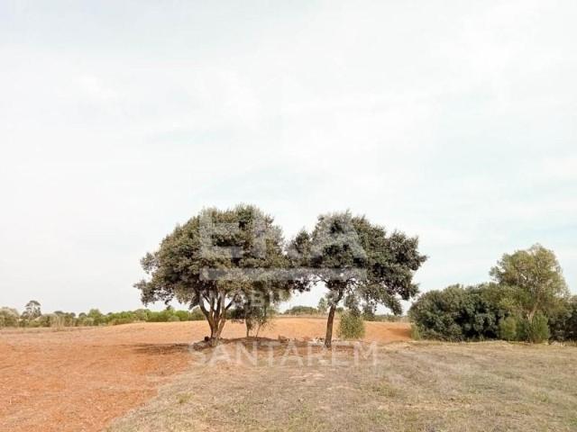 Santarém Santarém LS100892818