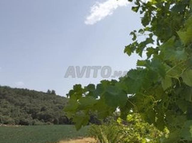 Sans intermédiaire 1 Hectare en pleine forêt