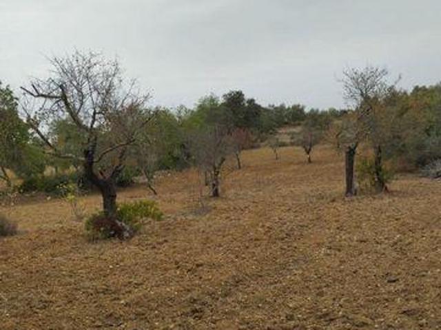 Sao Bras De Alportel Faro LS96325336