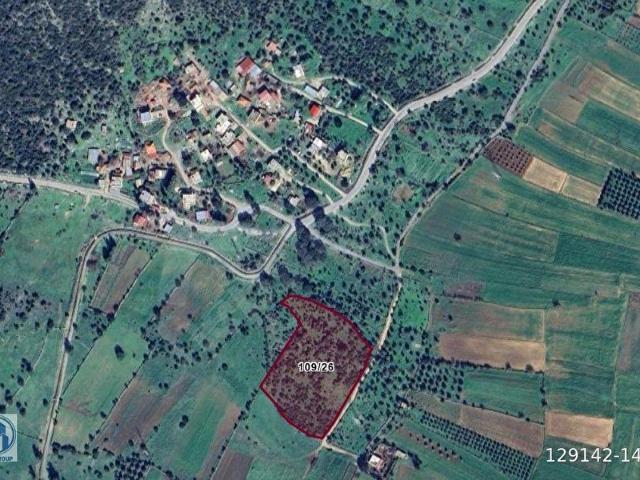 SAHİBİNDEN  MÜSTAKİL TAPULU, BODRUM AKDAM'DA DÜZ ZEMİN MUHTEŞEM ZEYTİNLİK