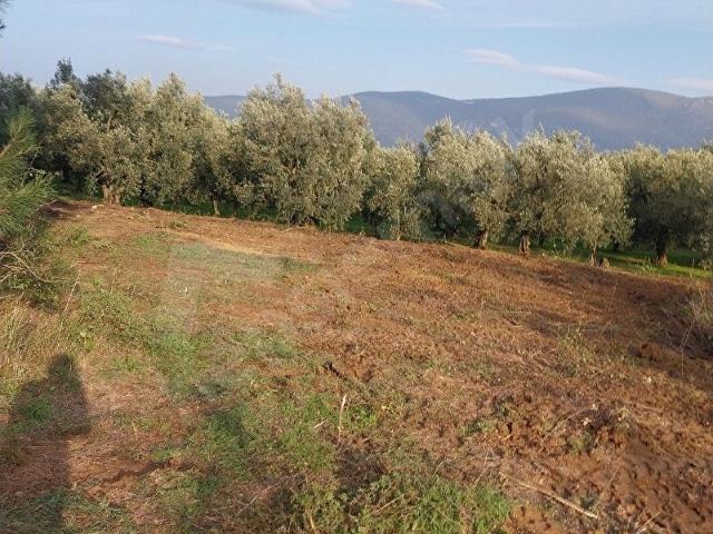 SAHİBİNDEN SATILIK İZNİK. ÇİÇEKLİDE köyündibinde 1330 mt müstakil tarla !