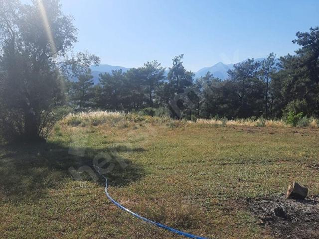SAHİL CEYLAN 882 M2 ZEYTİNLİ TARLA TEK TAPU MÜSTAKİL