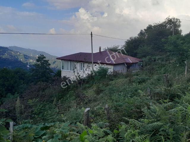 Sahibinden 2400 Metrekare Fındık Bahçesi İçinde 2 Katlı Bina.persembe Babalı