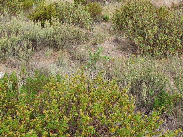 Saint Cyprien Vente Terrain 66