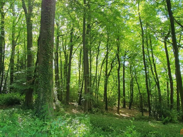Saint Gatien des Bois Vente Terrain 14
