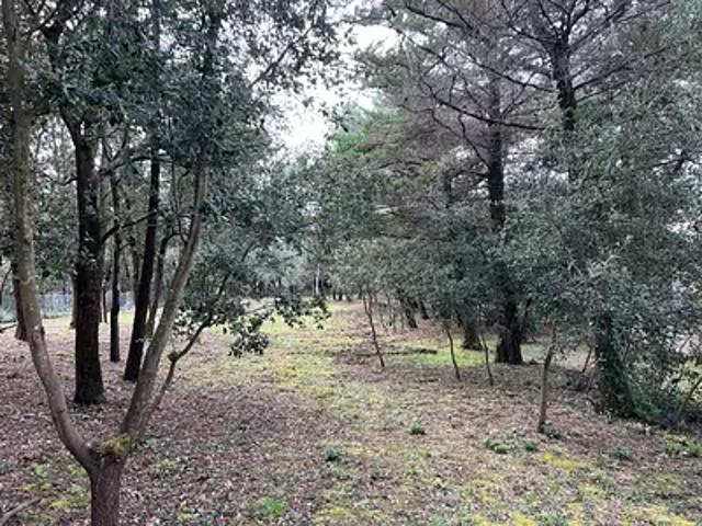 Saint Georges d'Oléron 17190 Achat / Vente terrain