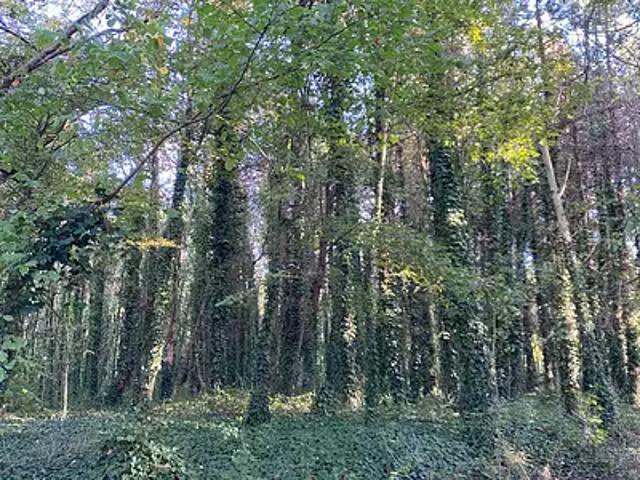 Saint Gervais 85230 Achat / Vente terrain