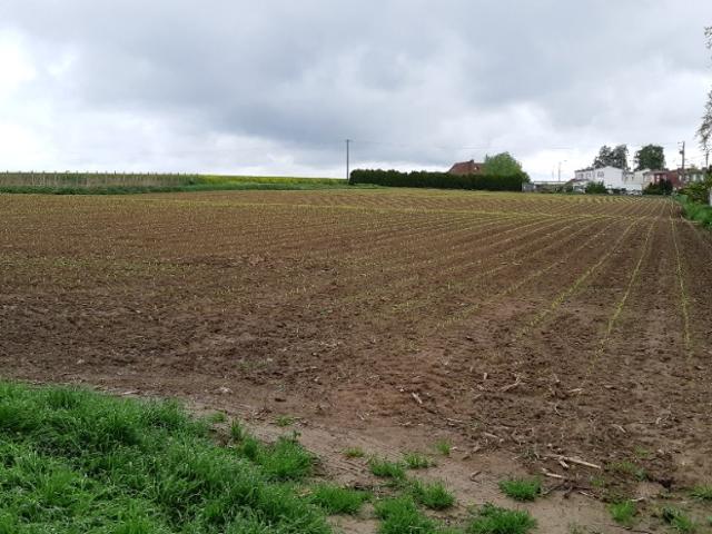 Saint Hilaire lez Cambrai Vente Terrain 59