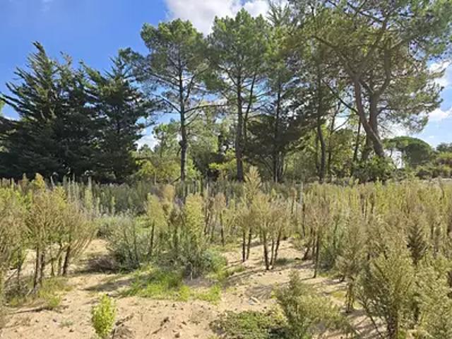 Saint Jean de Monts 85160 Achat / Vente terrain