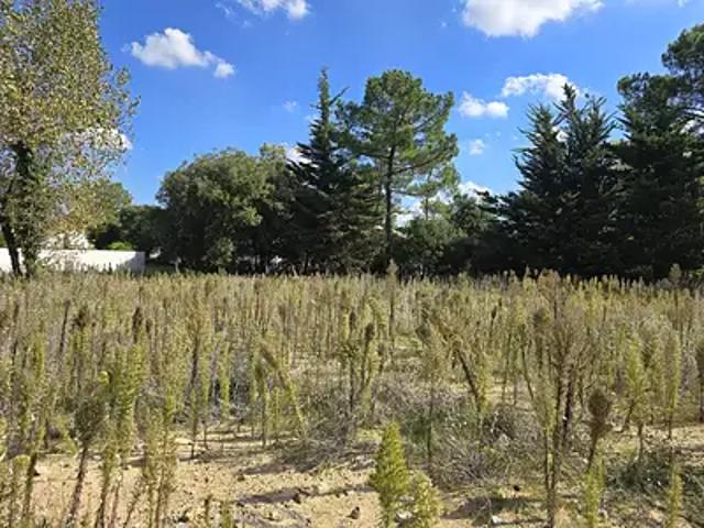 Saint Jean de Monts 85160 Achat / Vente terrain