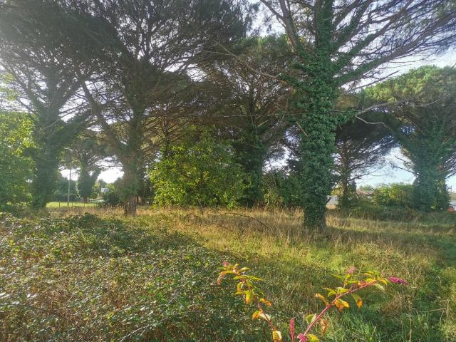 Saint Maixant Vente Terrain 33