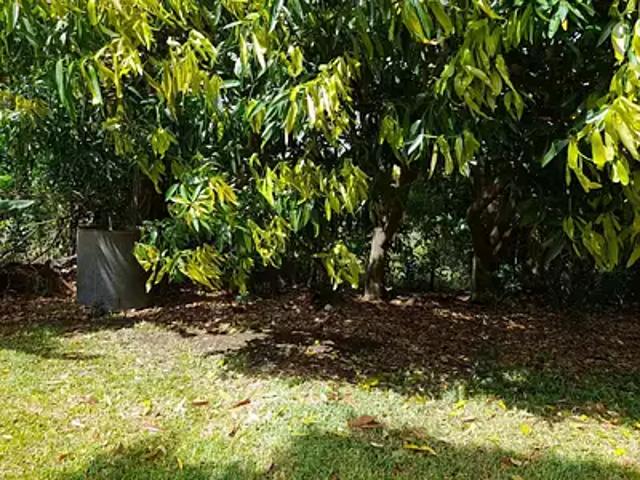 Saint Pierre 97410 Achat / Vente terrain