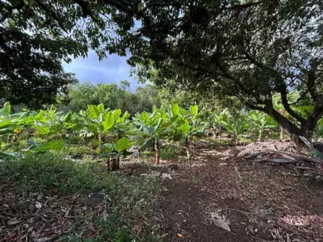 Saint Pierre 97432 Achat / Vente terrain