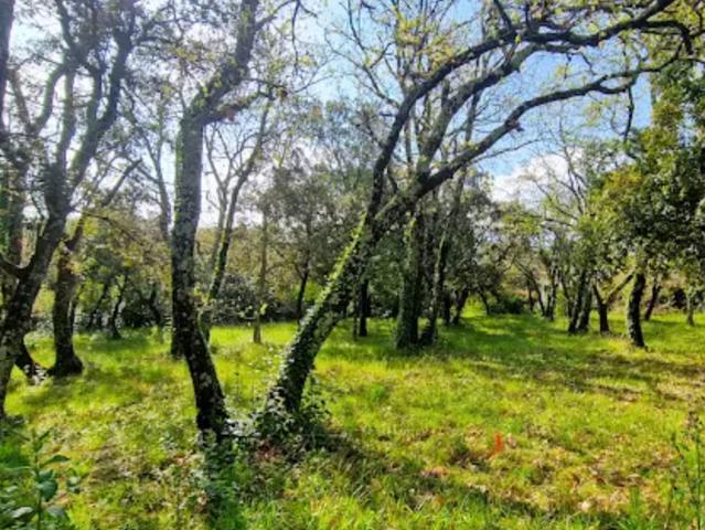 Saint Siffret, terrain constructible viabilisé de 1 771 m²