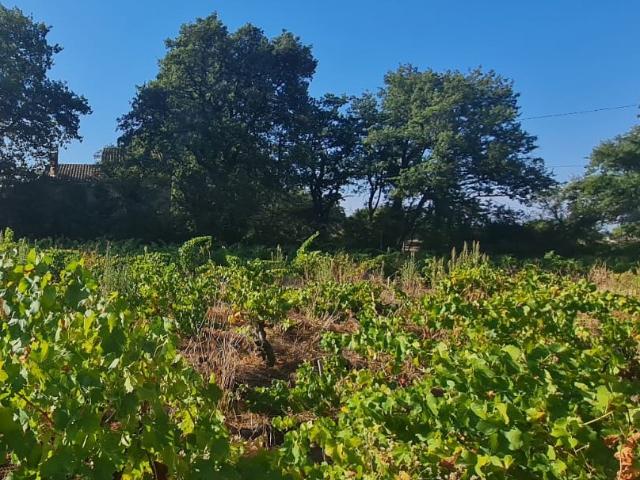 Sainte Cécile les Vignes Vente Terrain 84