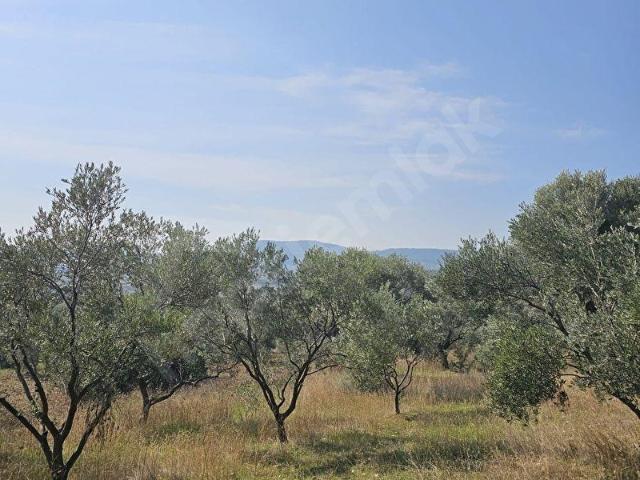 Saipler de Satılık 1890 m2 Zeytinlik