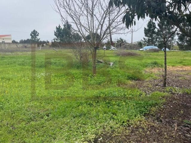 Salvaterra de Magos Santarém 102934658