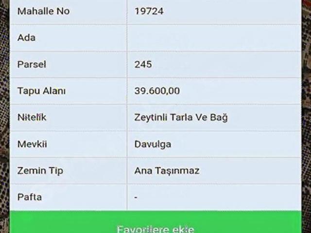 Saruhanlı Gözlet'te Acil Satılık Fırsat Zeytinlik