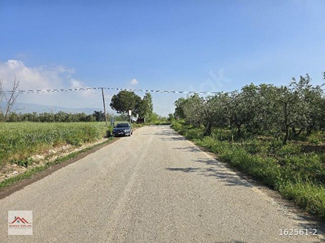SARAY'DAN BURSA ORHANGAZİ YENİGÜRLEDE ANA ASFALTA 2.PARSEL TARLA