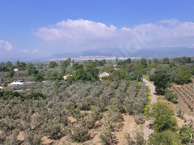 SARAY'DAN BURSA ORHANGAZİ YENİKÖYDE ANA YOLA YAKIN 4408 m TARLA