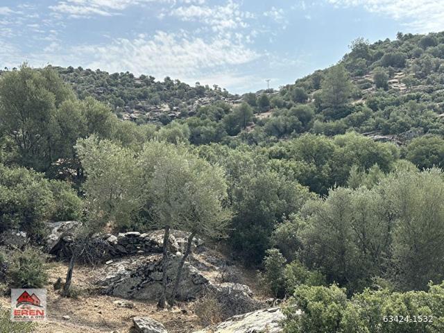 satılık zeytinlik