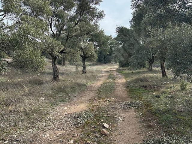 satılık zeytinlik 15335m2 nebi köyde