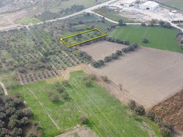 Satılık Zeytinlik ve Bağ 2356 m