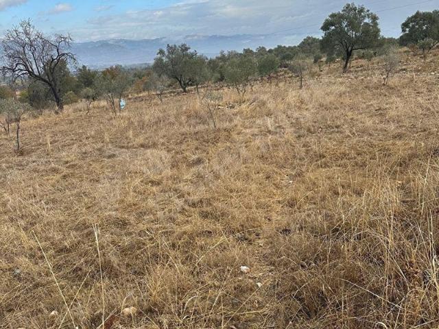 satılık 16637M2TARLA İÇİNDE 200 adet zeytin olan