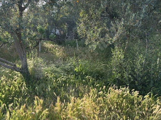 SATILIK ŞEREF MH DE 514M2 ARSA İÇİNDE ZEYTİN OLAN