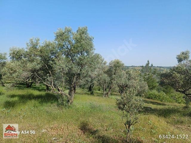 SATILIK ŞEREF MH DE 816M2 ZEYTİNLİK