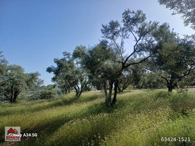 SATILIK ŞEREF MH LESİNDE TARLA VASFINDA 2396M2 ZEYTİNLİK