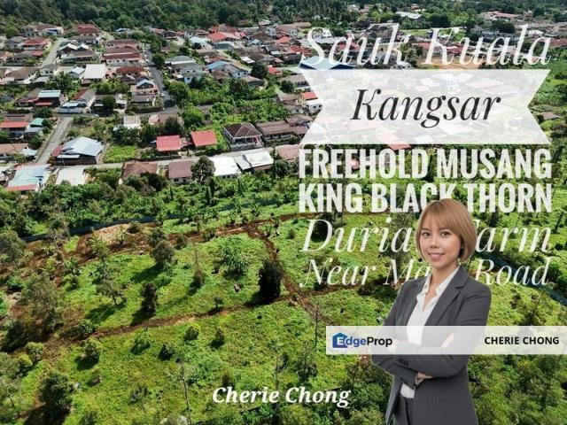 Sauk Kuala Kangsar Freehold Musang King & Black Thorn Durian Farm Near Main Road Reserved Road