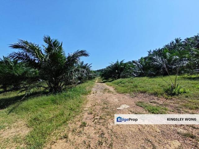 Sg Siput Palm Oil Trees Agriculture Land Flat land with Fenced Kuala Kangsar Chemor