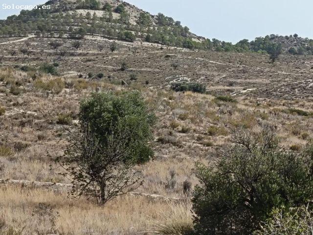 SE VENDE TERRENO A 10 MINUTOS DE ALICANTE CON MAS DE 24000 METROS CUADRADOS