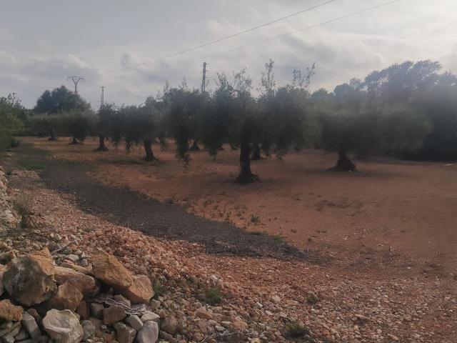 Se vende terreno a 5,5km de Benicarló y a 3km de Calig