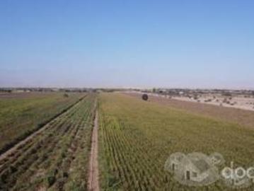 SE VENDE TERRENO AGRICOLA DE 5.02 HECTAREAS San José, EL CARMEN CHINCHA