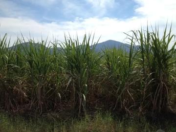 SE VENDE TERRENO DE TIPO CAMPESTRE RUBÉN ANGUIANO MICHEL 317 121 2139