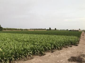 Se vende terreno de 6.6 Hectáreas en Quilmana Cañete