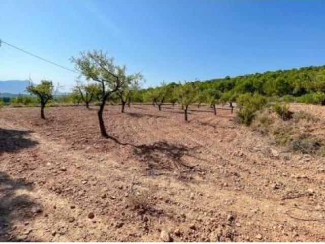 SE VENDE TERRENO EN NOVELDA