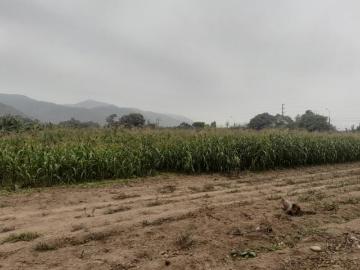 SE VENDE TERRENO EN EX FUNDO CASA BLANCA PACHACAMAC